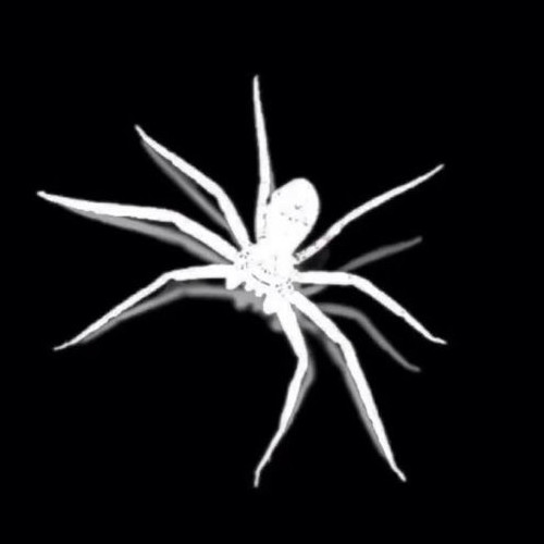 spider